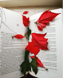 Hof van vleugels en verwoesting 2